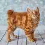 orange tabby american bobtail kitten with amber eyes standing on floor boards looking upward