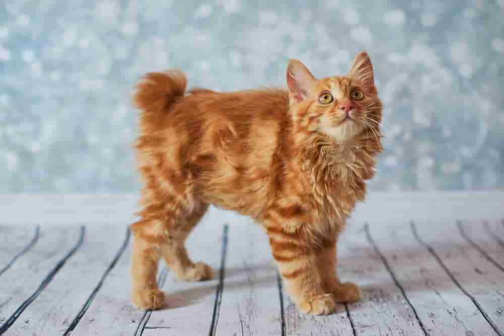 orange tabby american bobtail kitten with amber eyes standing on floor boards looking upward. orange cat breeds.