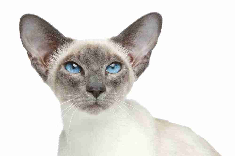 close up portrait of a Blue Point Siamese cat with sky blue eyes