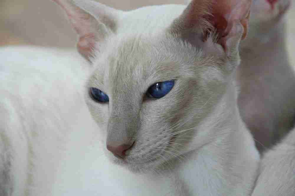 close up of the head of a lilac point siamese cat with deep blue eyes lying