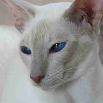close up of the head of a lilac point siamese cat with deep blue eyes lying