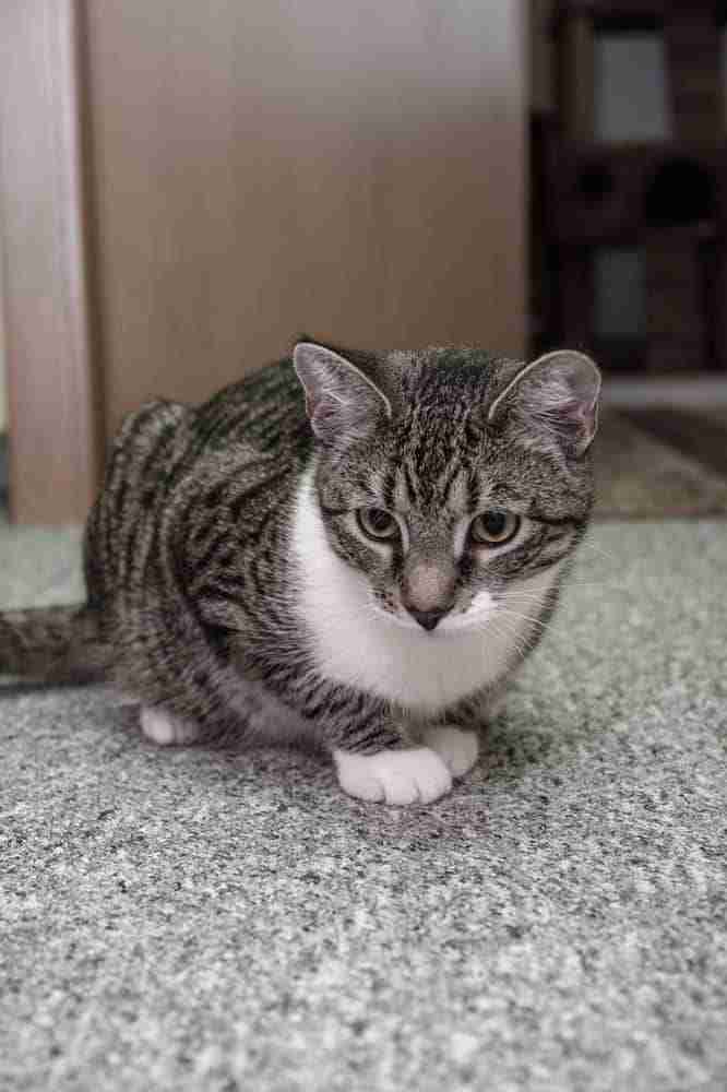 grey tabby and white european short hair cat crouching indoors