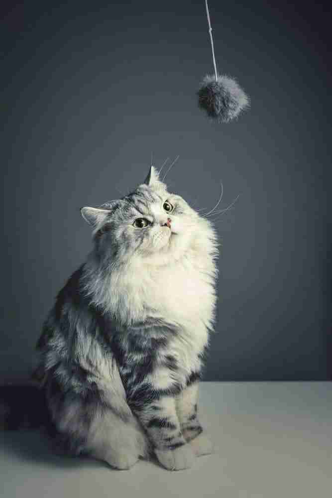 a sitting grey and white persian tabby cat watching a suspended ball