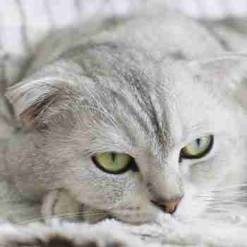 close up of the face of a silver and grey scottish fold cat lying head on paws