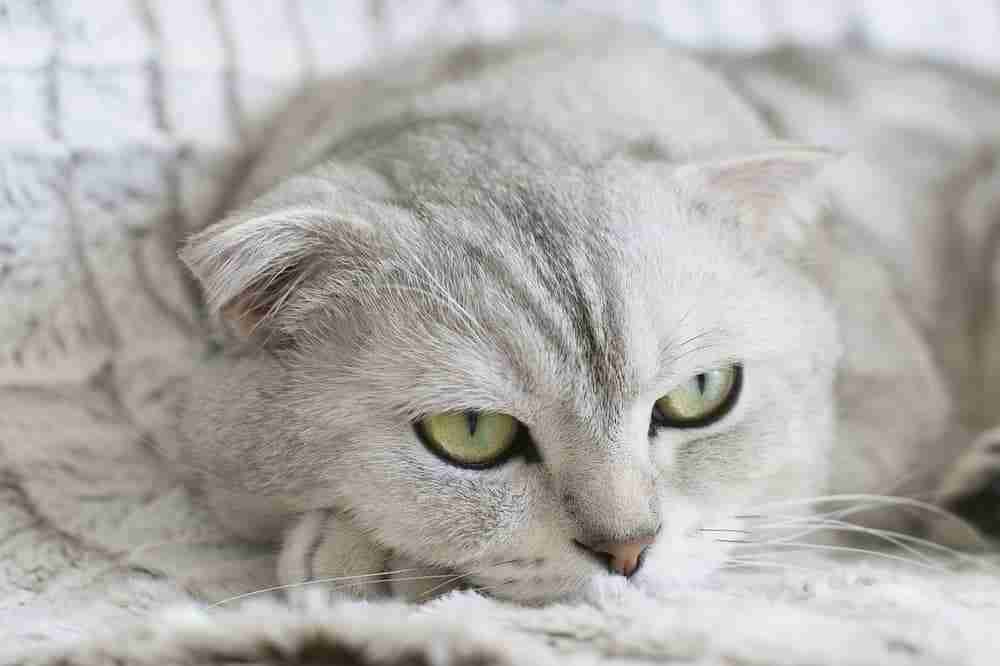 close up of the face of a silver and grey scottish fold cat lying head on paws