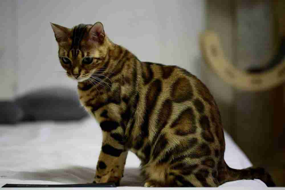 young marbled bengal cat sitting watching