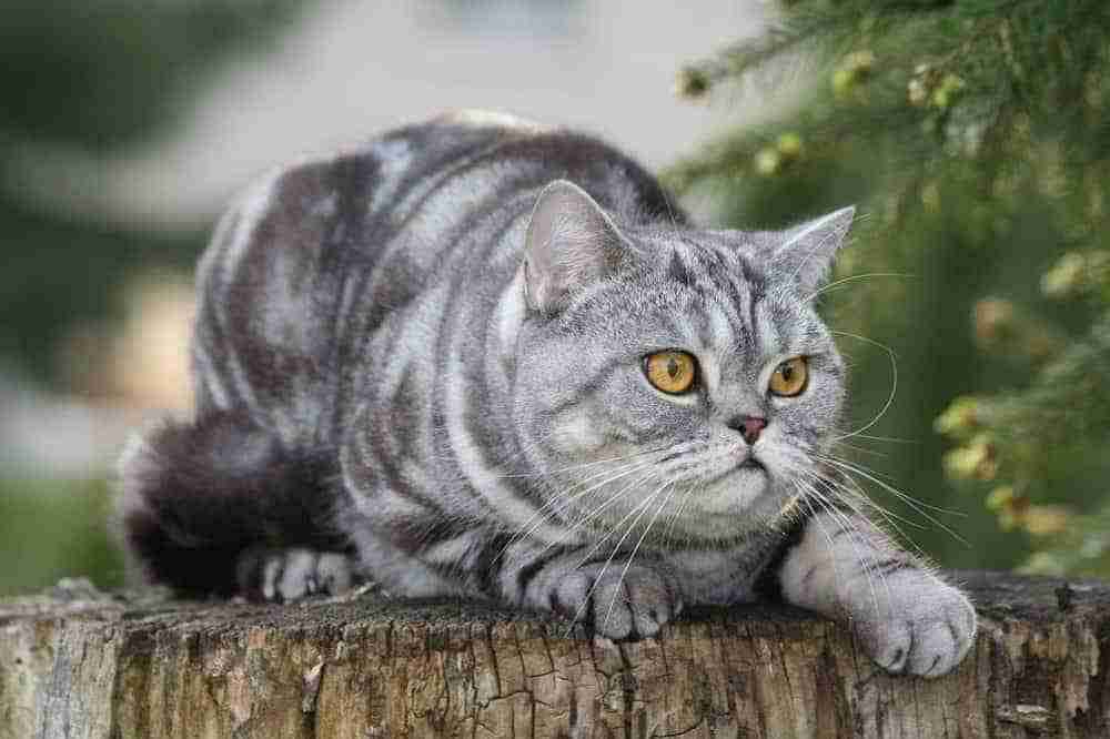 Silver grey tabby british shorthair cat with amber eyes crouching on a tree stump. classic tabby cat.