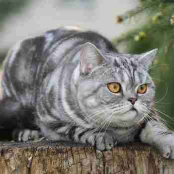 Silver grey tabby british shorthair cat with amber eyes crouching on a tree stump