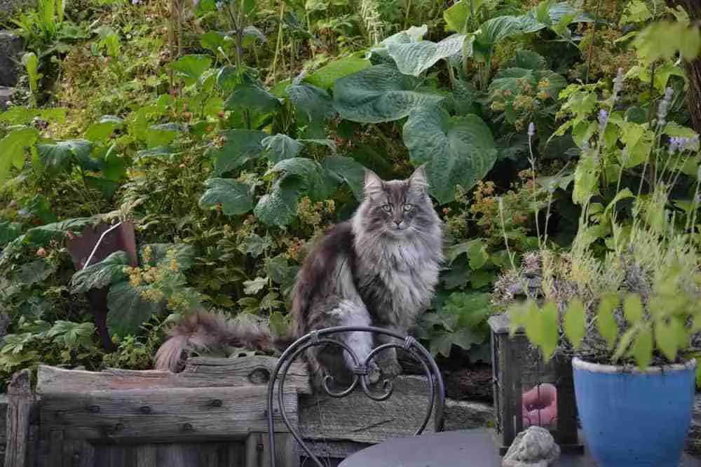 A charcoal silver and white long hair tabby norwegian forest cat sitting in a garden staring to camera