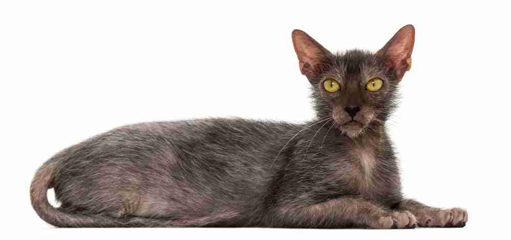 a lykoi cat or werewolf cat in reclined pose looking to camera