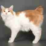 ginger and white kurilian bobtail cat standing