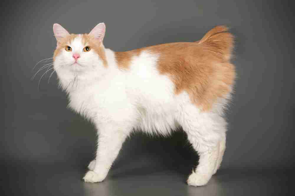 ginger and white kurilian bobtail cat standing