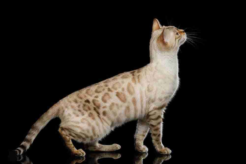 snow bengal cat with blue eyes standing looking upward