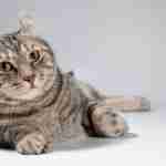 silver grey tabby american curl cat lying down