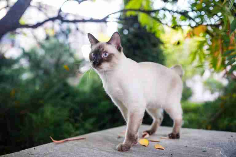9 Cat Breeds With SHORT Tails