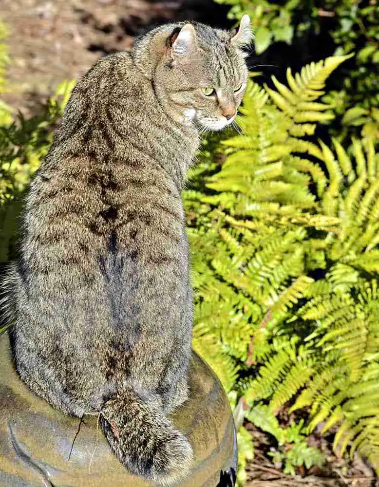 tabby striped highland lynx cat sitting amongst ferns on a sunny day
