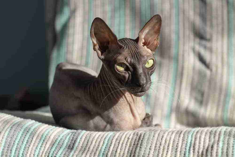 a black hairless donskoy sphynx cat lying on an armchair in a house in a patch of sunlight