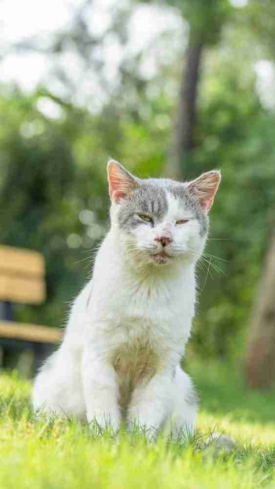 grey and white turkish van sitting on a lawn on a sunny day