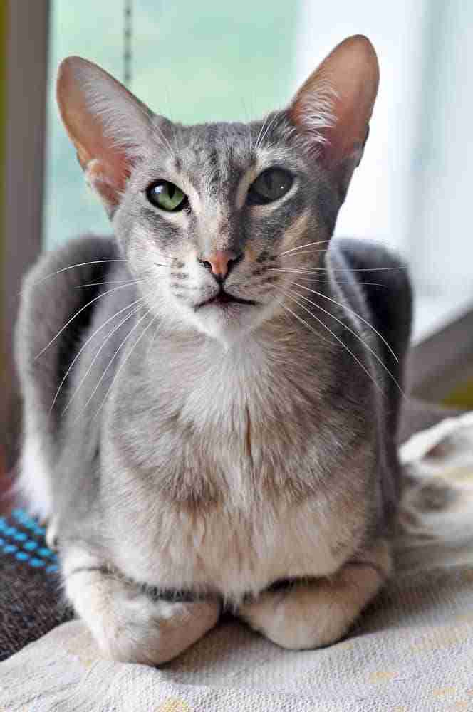 Front shot of a grey and white oriental short hair cat loafing