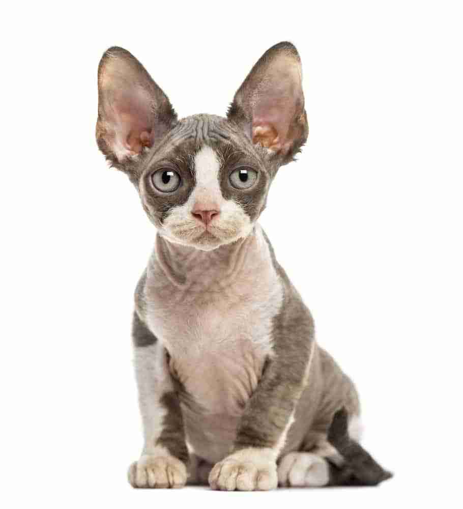 Full body front shot of a sitting grey and white devon rex kitten with huge ears