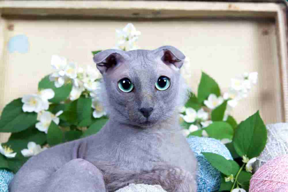 a lop eared ukrainian levkoy cat