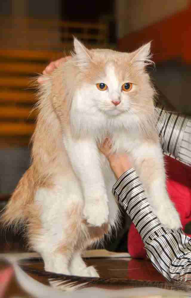 red and white cymric bobtail cat being picked up