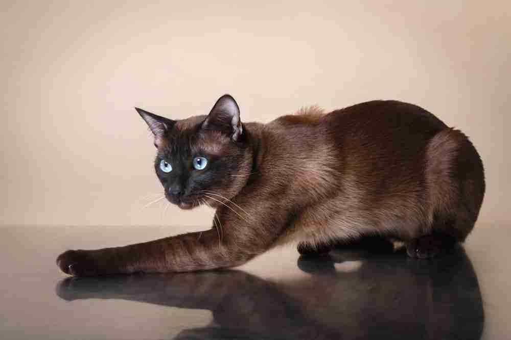 a chocolate and beige tonkinese cat with aqua blue eyes