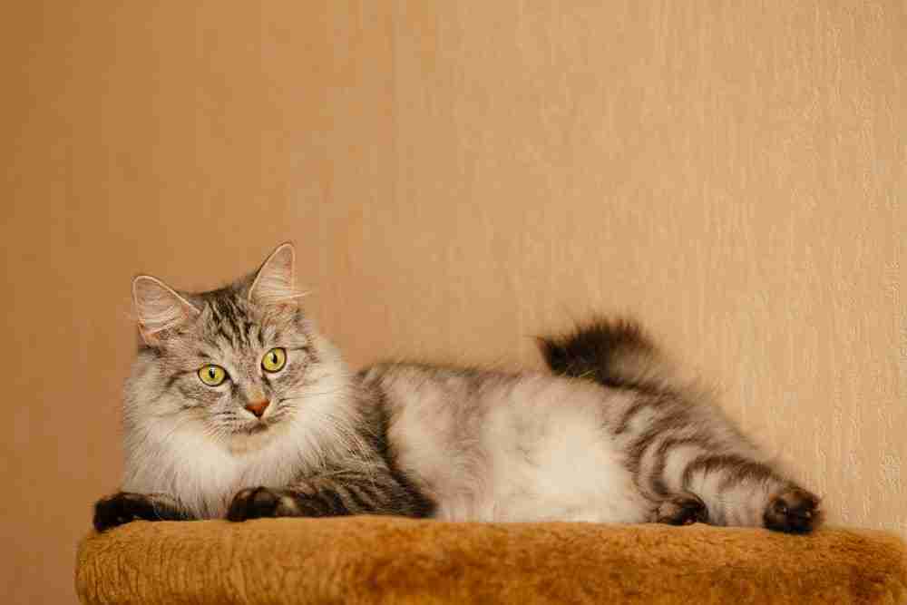 grey and white fluffy karelian bobtail cat reclining on chair