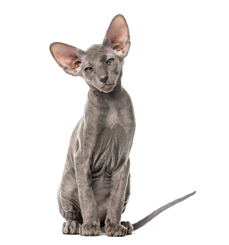 a grey peterbald cat with big ears sitting