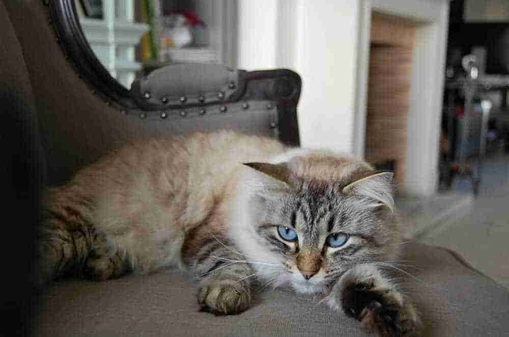 lynx point himalayan kitten with blue eyes lying on an armchair