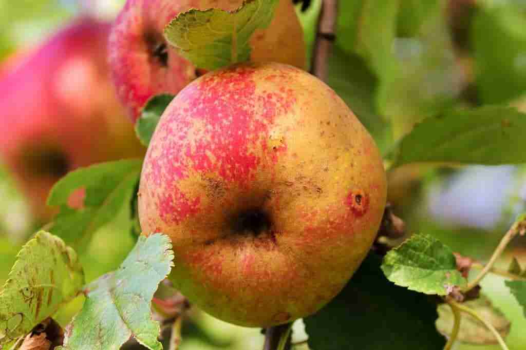 a red apple hanging from a tree