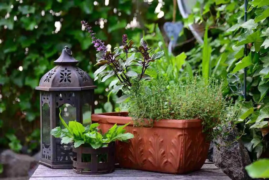 a pot of fresh basil and thyme on a garden table