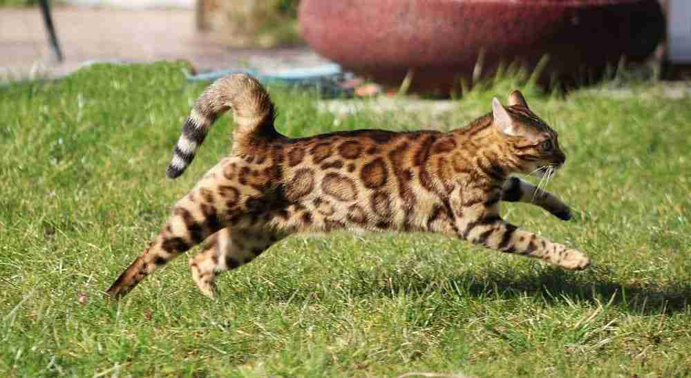 Bengal Cat Running Cross A Lawn. brown tabby cat breed with marbled markings