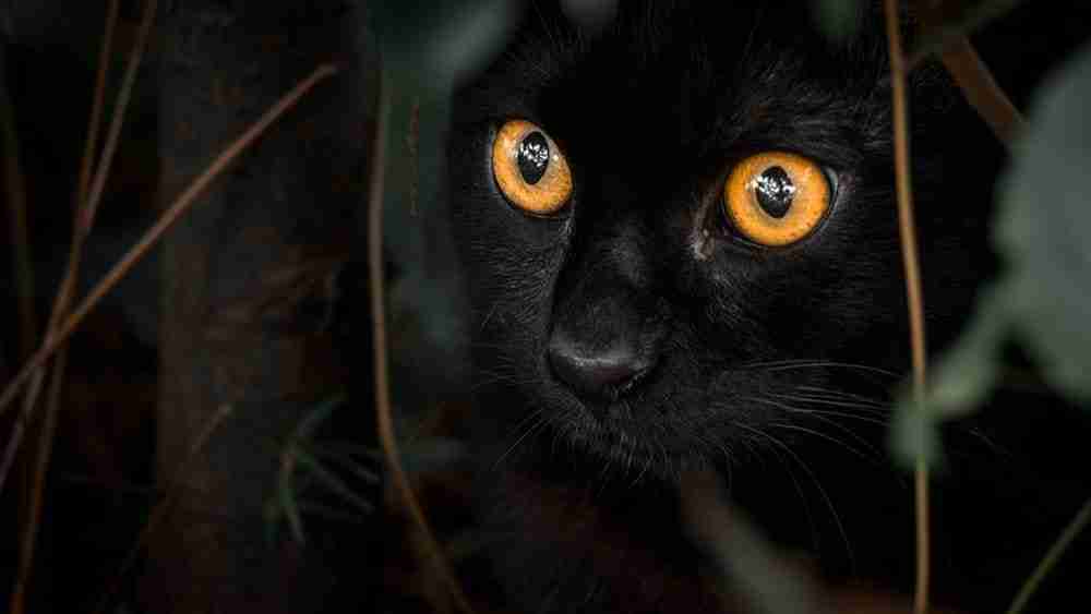 close up face shot of a bombay cat with orange eyes in undergrowth