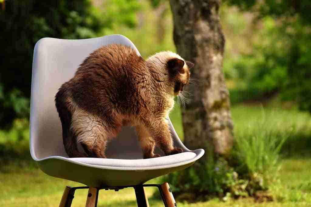 british shorthair on a seat outdoors arching back