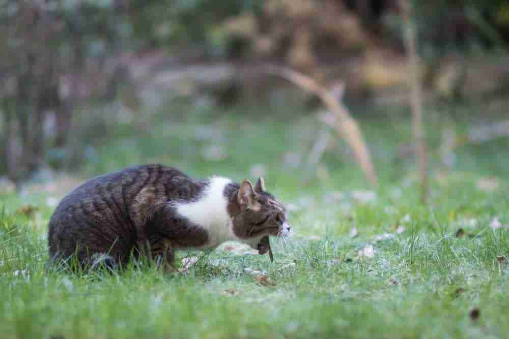 a sick cat vomiting outdoors on a lawn