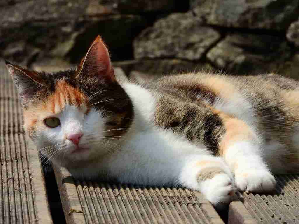 calico cat reclining on decking with an eye missing