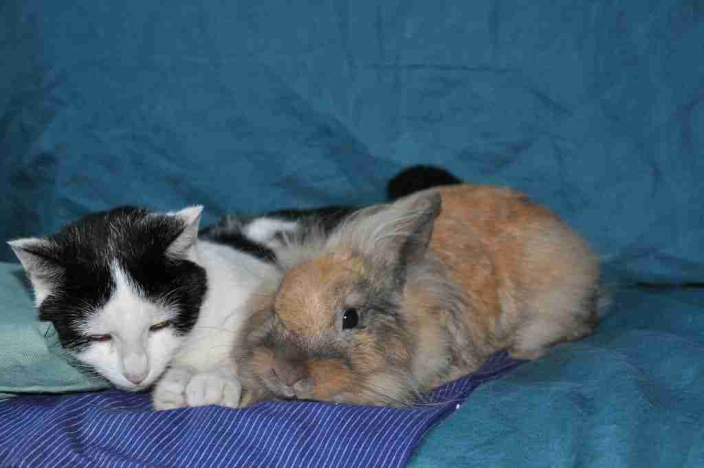 black and white cat lying side bby side with orange rabbit