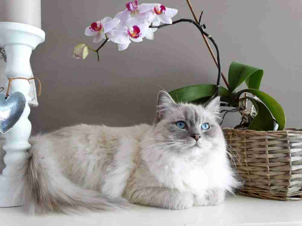 White and grey ragdoll cat with blue eyes reclining next to orchid