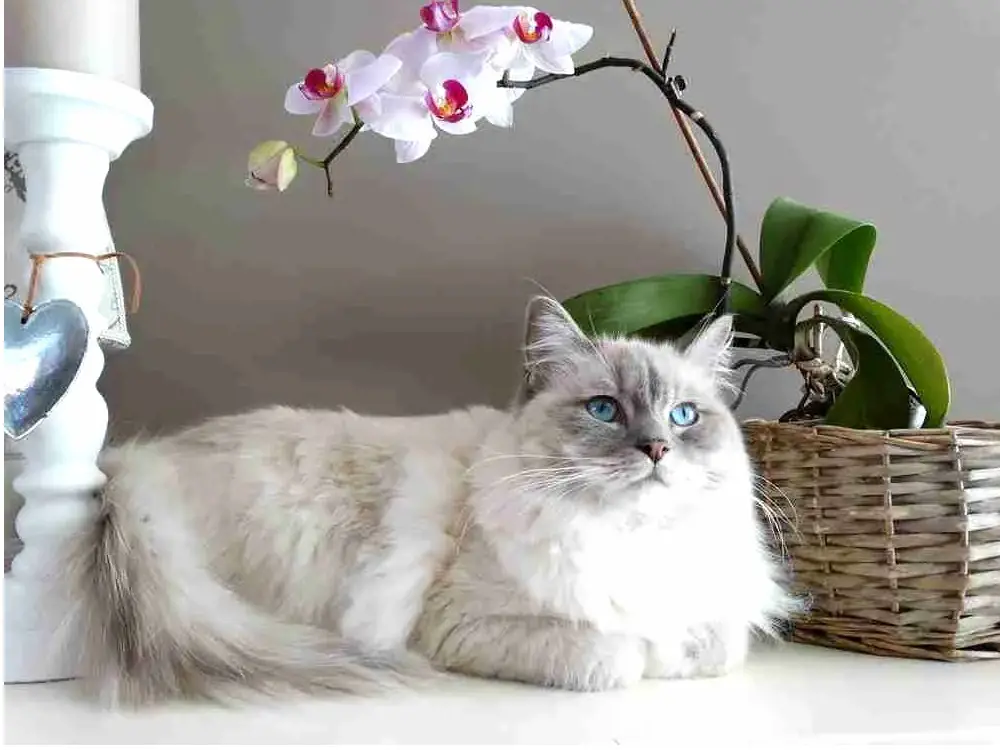 White and grey ragdoll cat with blue eyes reclining next to orchid