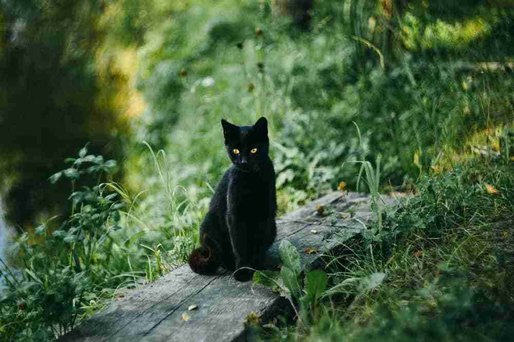 Bombay kitten with yellow eyes sitting in a garden