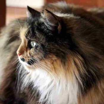 close up profile shot of a calico persian cat indoors