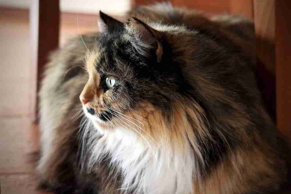 close up profile shot of a calico persian cat indoors