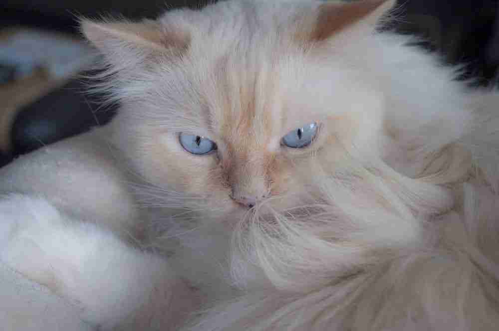 head shot of a flame point himalayan cat with aqua blue eyes