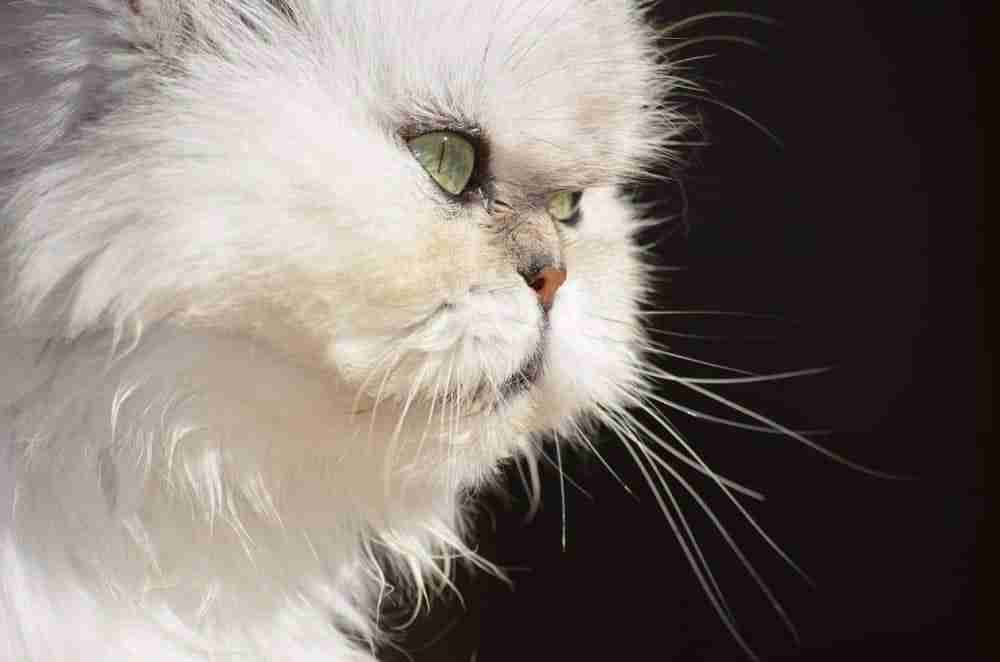 Close up side shot of the flat face of a white persian cat with green eyes