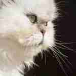 Close up side shot of the flat face of a white persian cat with green eyes
