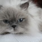 head shot of a blue himalayan cat with steel blue eyes