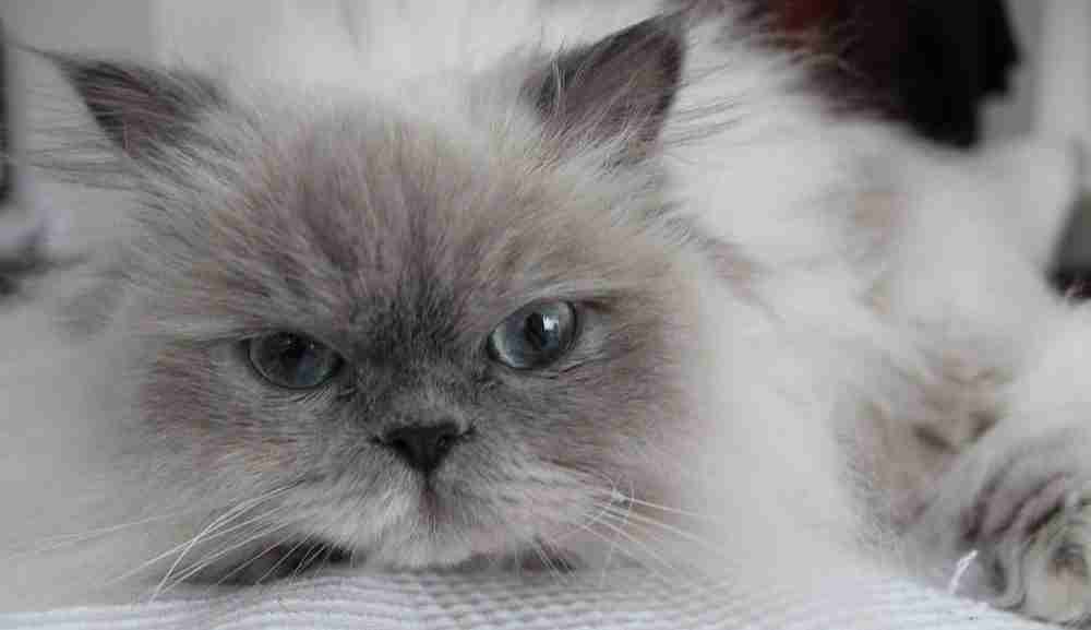 head shot of a blue himalayan cat with steel blue eyes