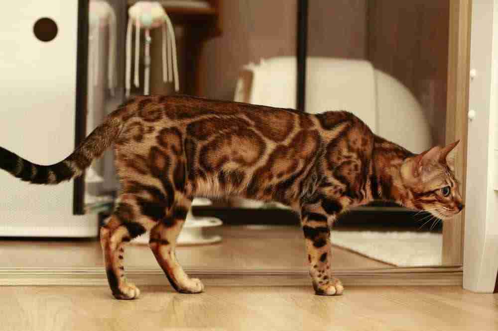 Side View Of A Marbled Bengal Cat On Timber Floor
