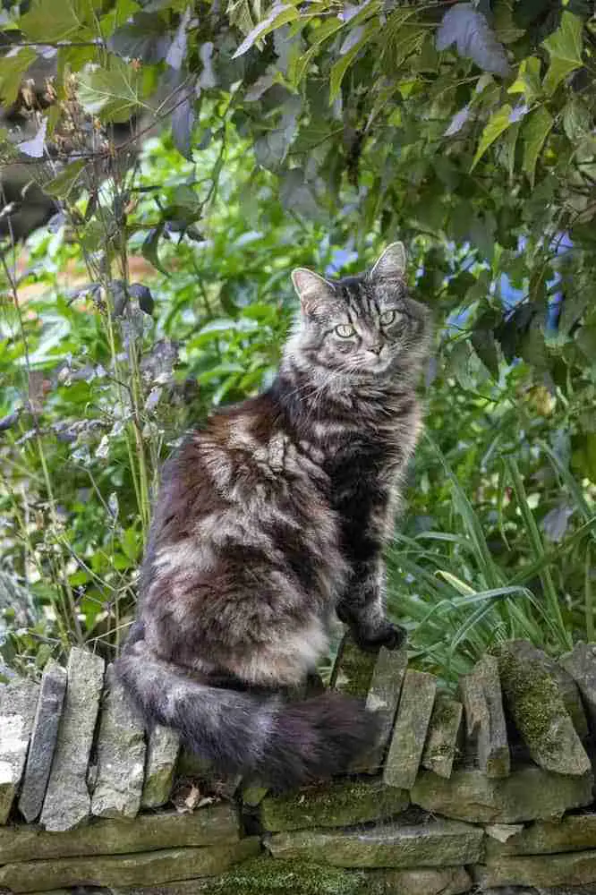 Tabby maine coon sitting on a stone wall. Brown Tabby Cat Classic Pattern Coat.